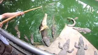 Crocodile feeding & Thai amateur GF wet snatch pleasing